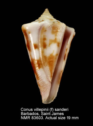 Conus villepinii (f) sanderi.jpg - Conus villepinii (f) sanderi Wils & Moolenbeek,1979